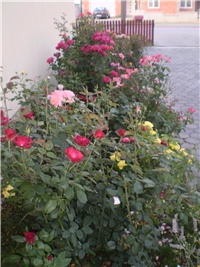 8f034b4d-Picture 6224.jpg